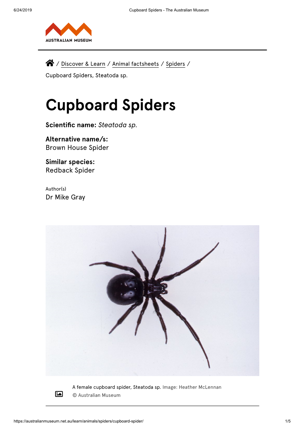 Cupboard Spiders - the Australian Museum