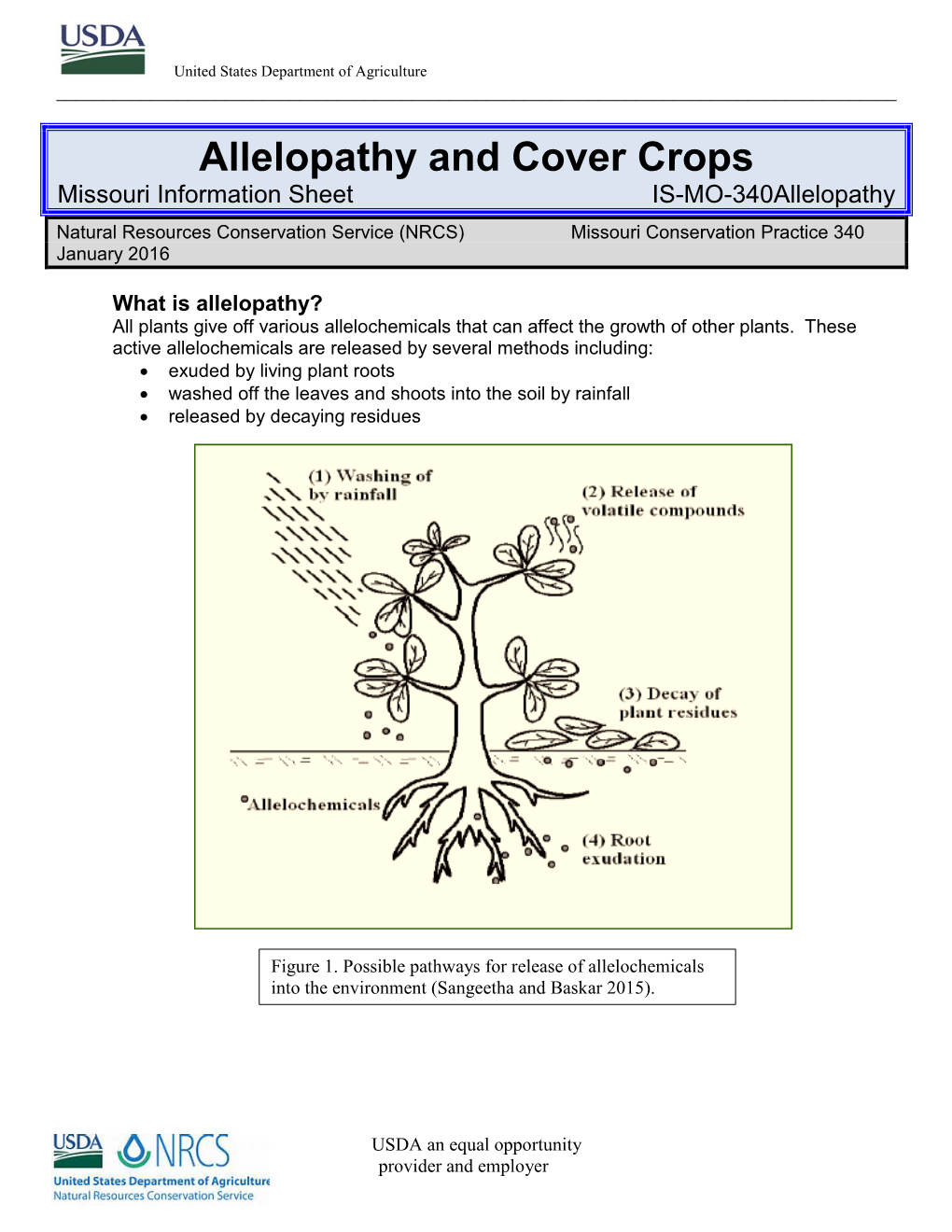 Allelopathy and Cover Crops