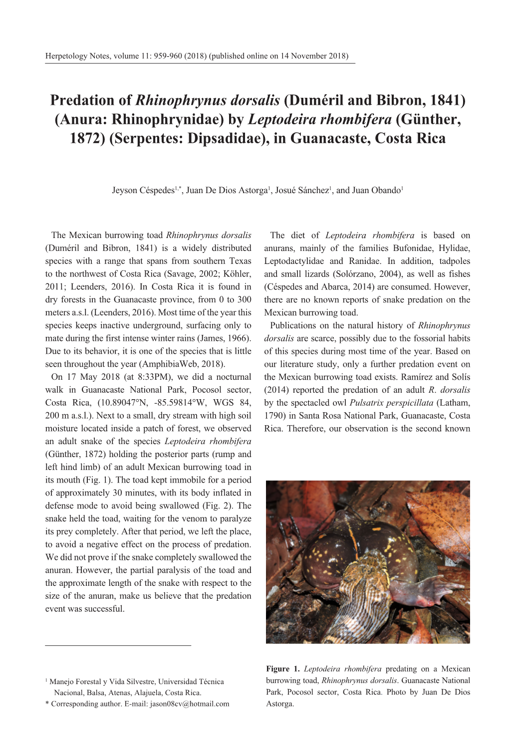 By Leptodeira Rhombifera (Günther, 1872) (Serpentes: Dipsadidae), in Guanacaste, Costa Rica