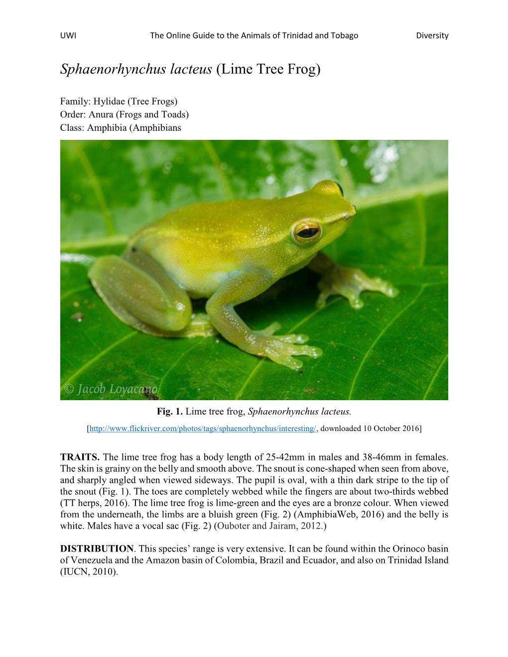 Sphaenorhynchus Lacteus (Lime Tree Frog)