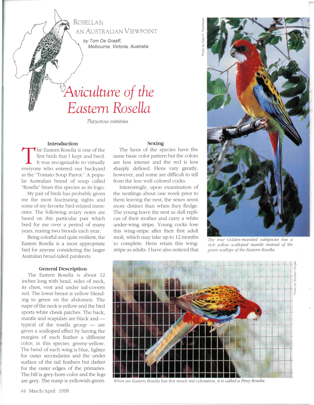 \;Avicu Ture of the Eastern Rosella Platycercus Eximinius