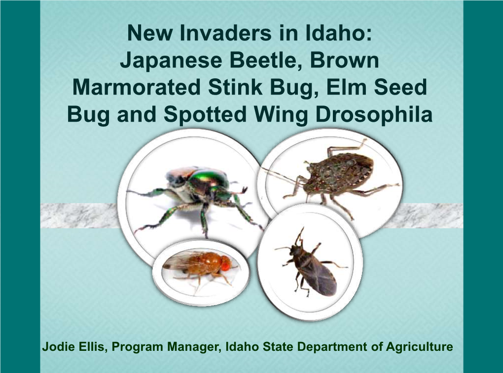 New Invaders in Idaho: Japanese Beetle, Brown Marmorated Stink Bug, Elm Seed Bug and Spotted Wing Drosophila