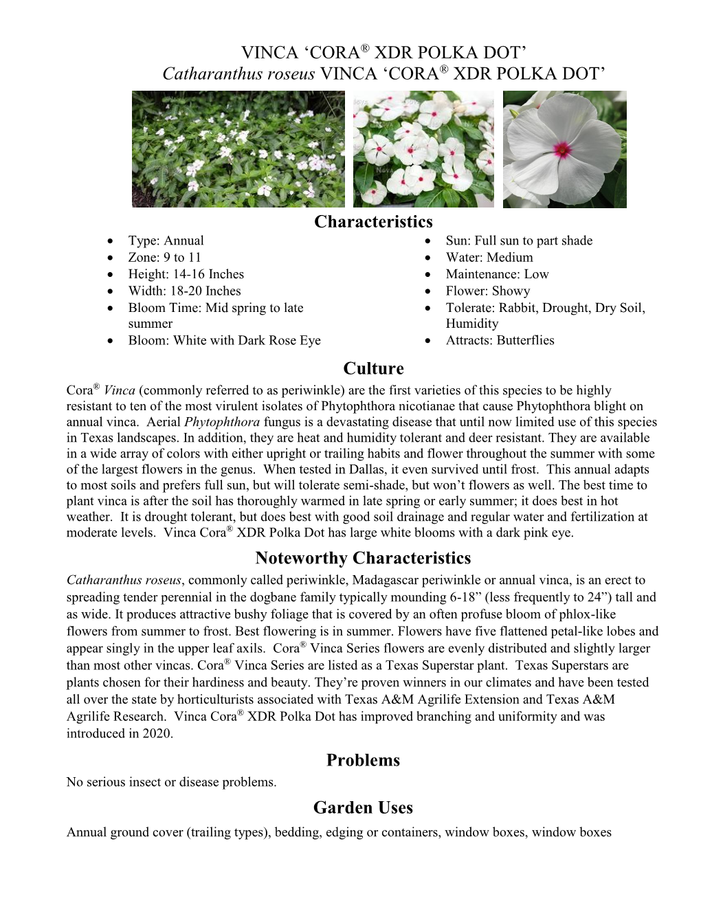 Catharanthus Roseus VINCA 'CORA® XDR POLKA DOT'