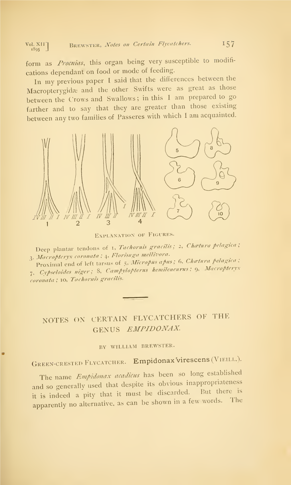 Notes on Certain Flycatchers of the Genus Empidonax