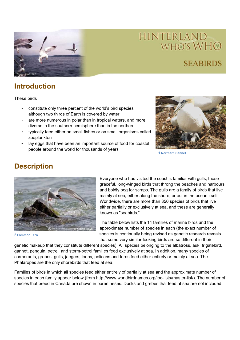 Seabirds-En.Pdf