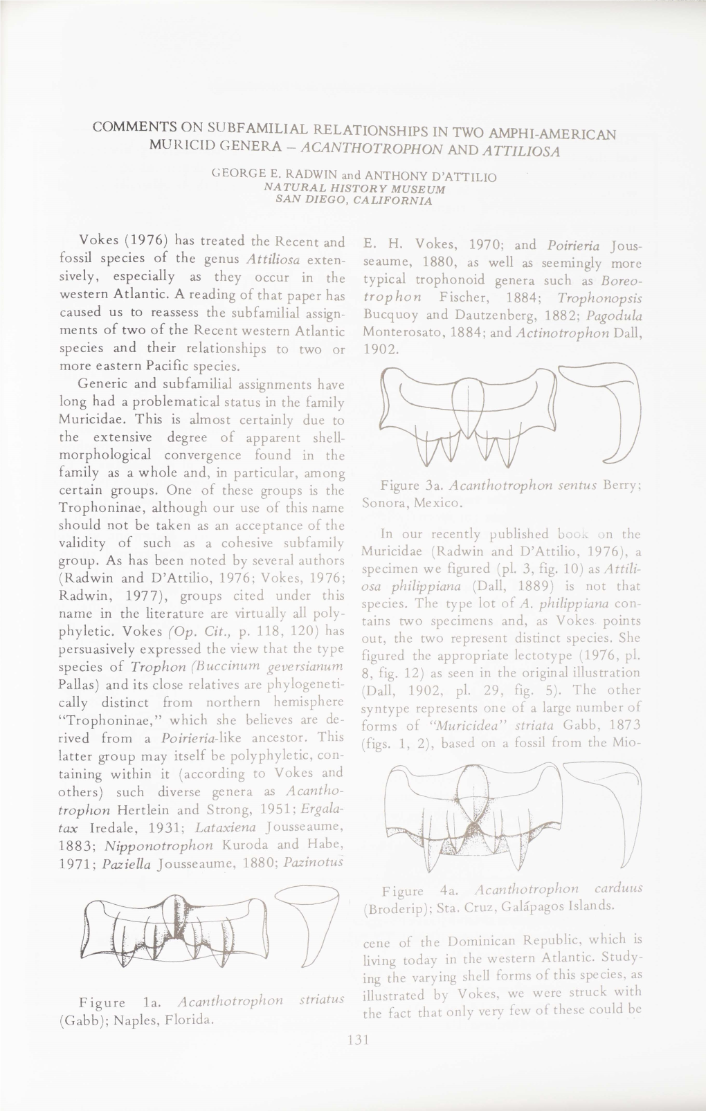 ACANTHOTROPHON and ATTILIOSA Vokes (1976)