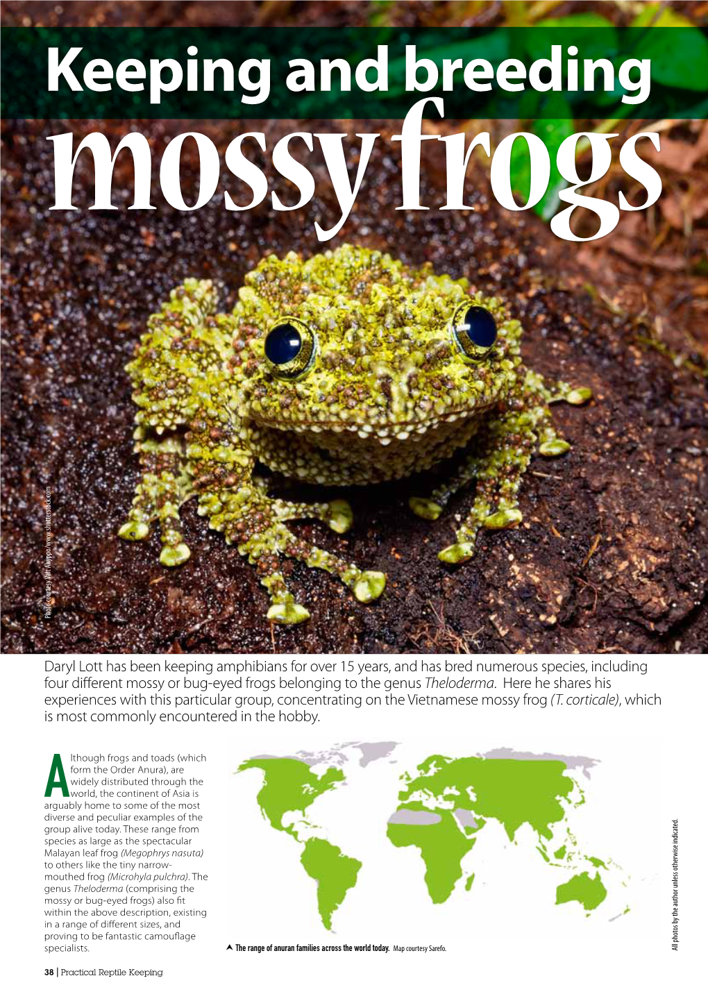 Mossy Frogs Keeping and Breeding