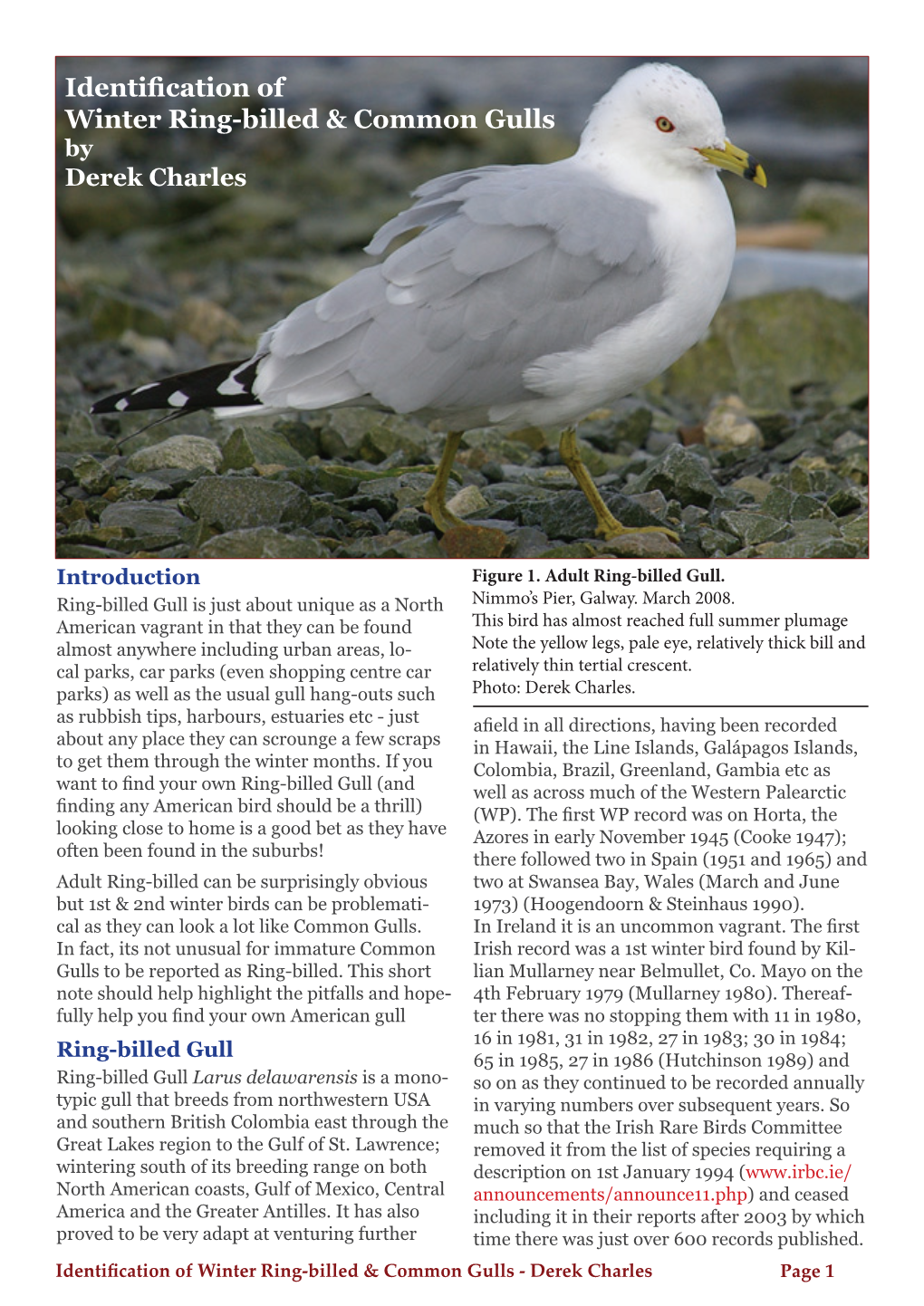 Identification of Winter Ring-Billed & Common Gulls