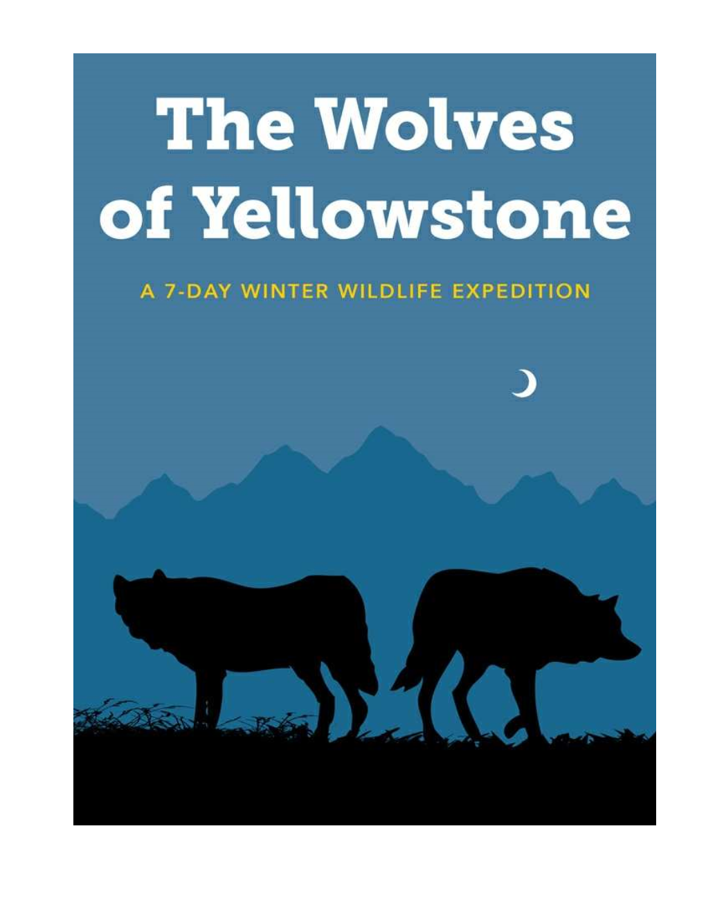 The Wolves of Yellowstone and Learn More About Their Amazing Story of Extirpation and Successful Reintroduction Into This Majestic Ecosystem