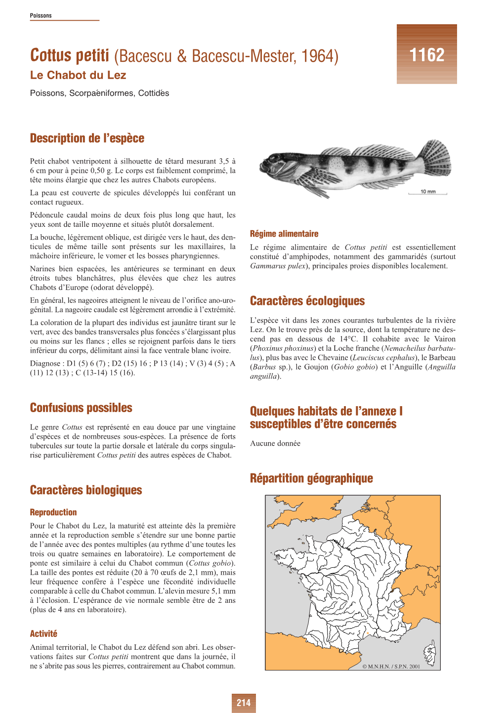 Cottus Petiti (Bacescu & Bacescu-Mester, 1964) 1162 Le Chabot Du Lez Poissons, Scorpaéniformes, Cottidés