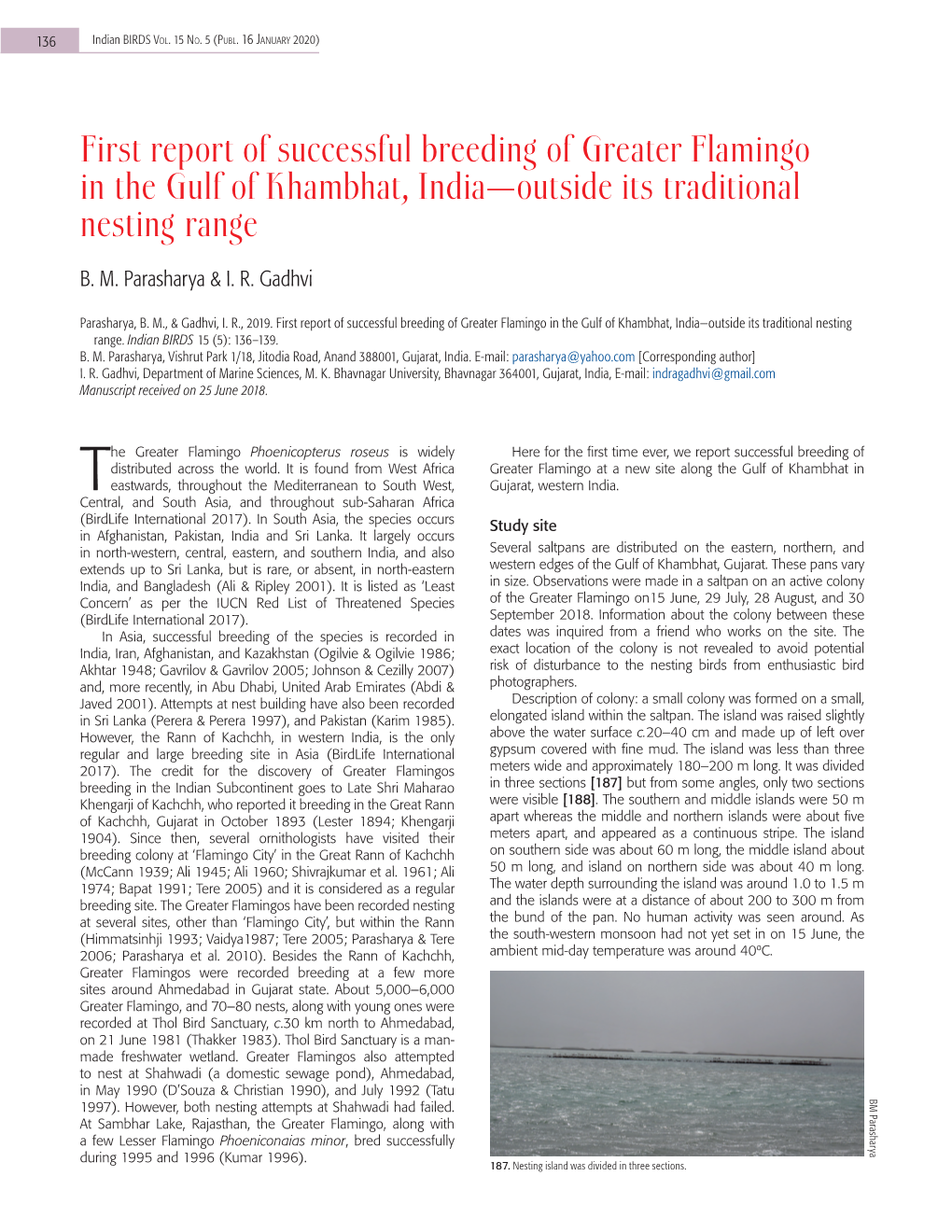 First Report of Successful Breeding of Greater Flamingo in the Gulf of Khambhat, India—Outside Its Traditional Nesting Range