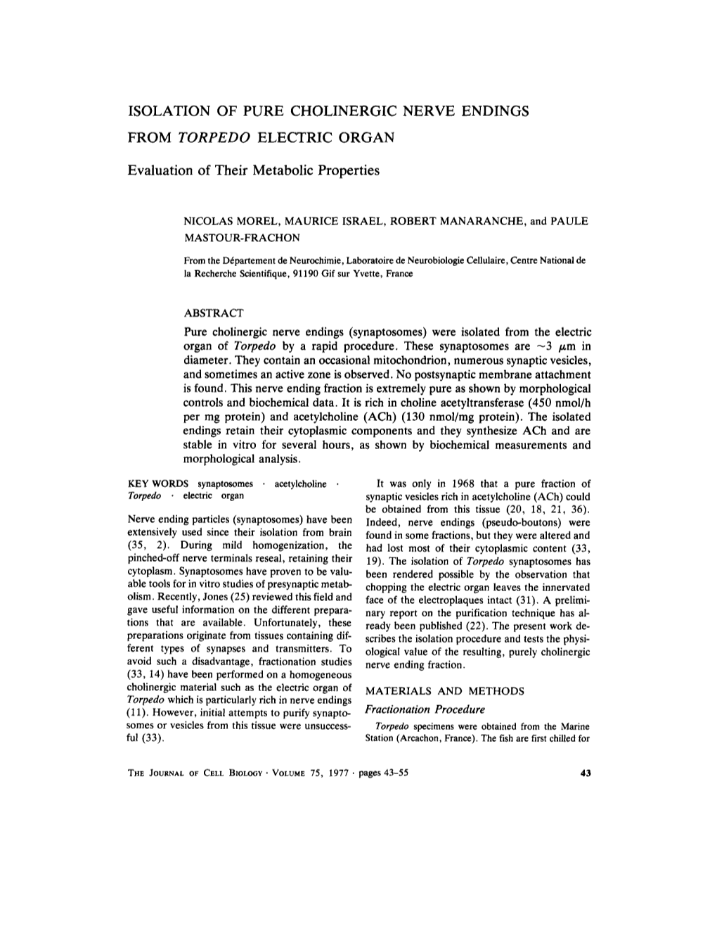 Isolation of Pure Cholinergic Nerve Endings from Torpedo Electric Organ