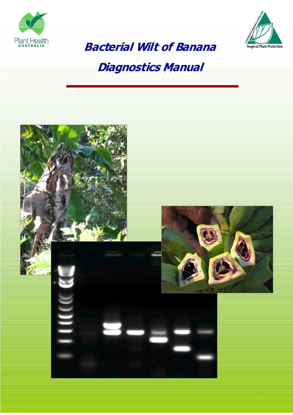 Bacterial Wilt of Banana Diagnostics Manual
