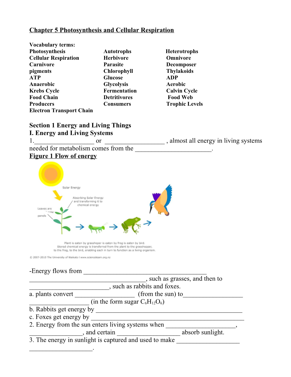 Section 1 Energy and Living Things