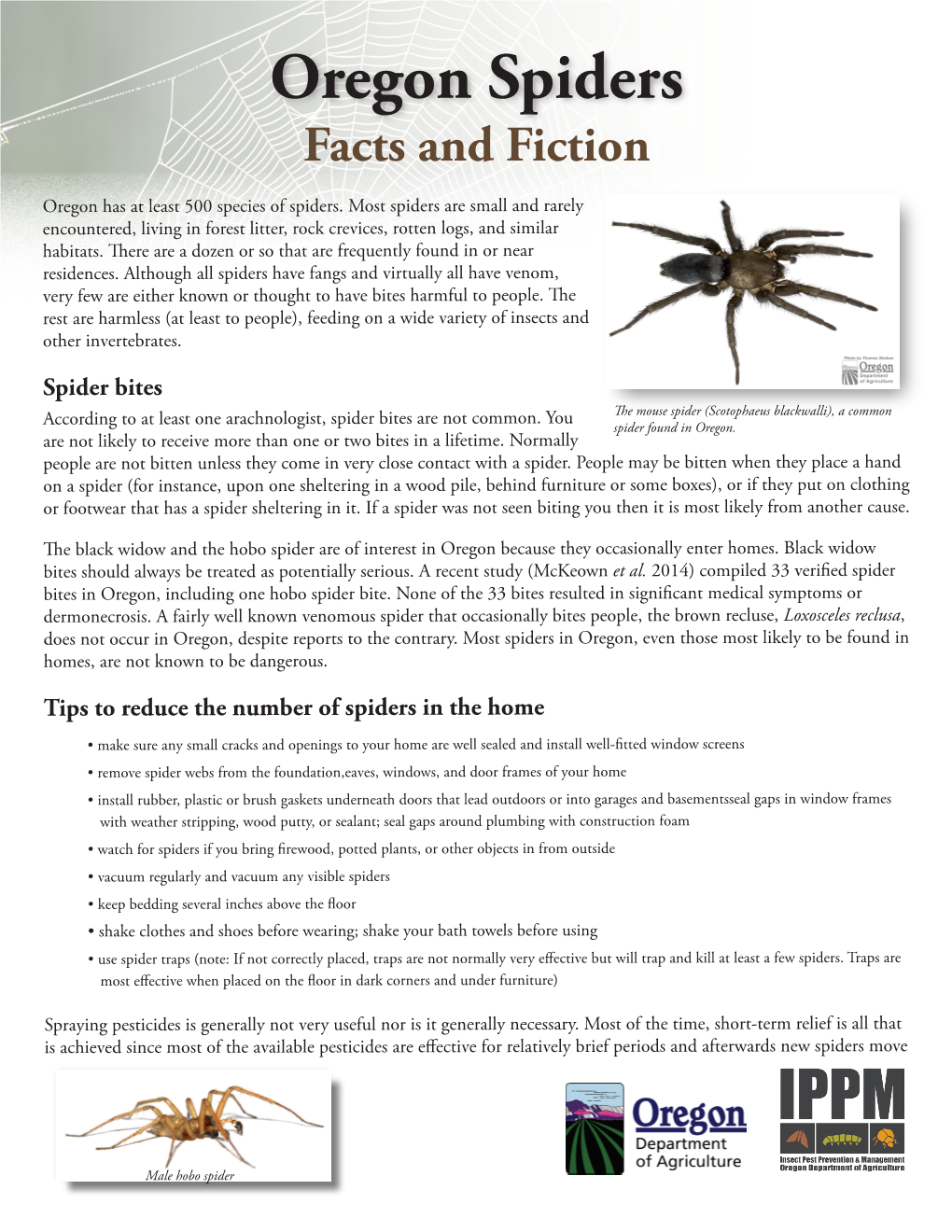 Oregon Spiders: Facts and Fiction