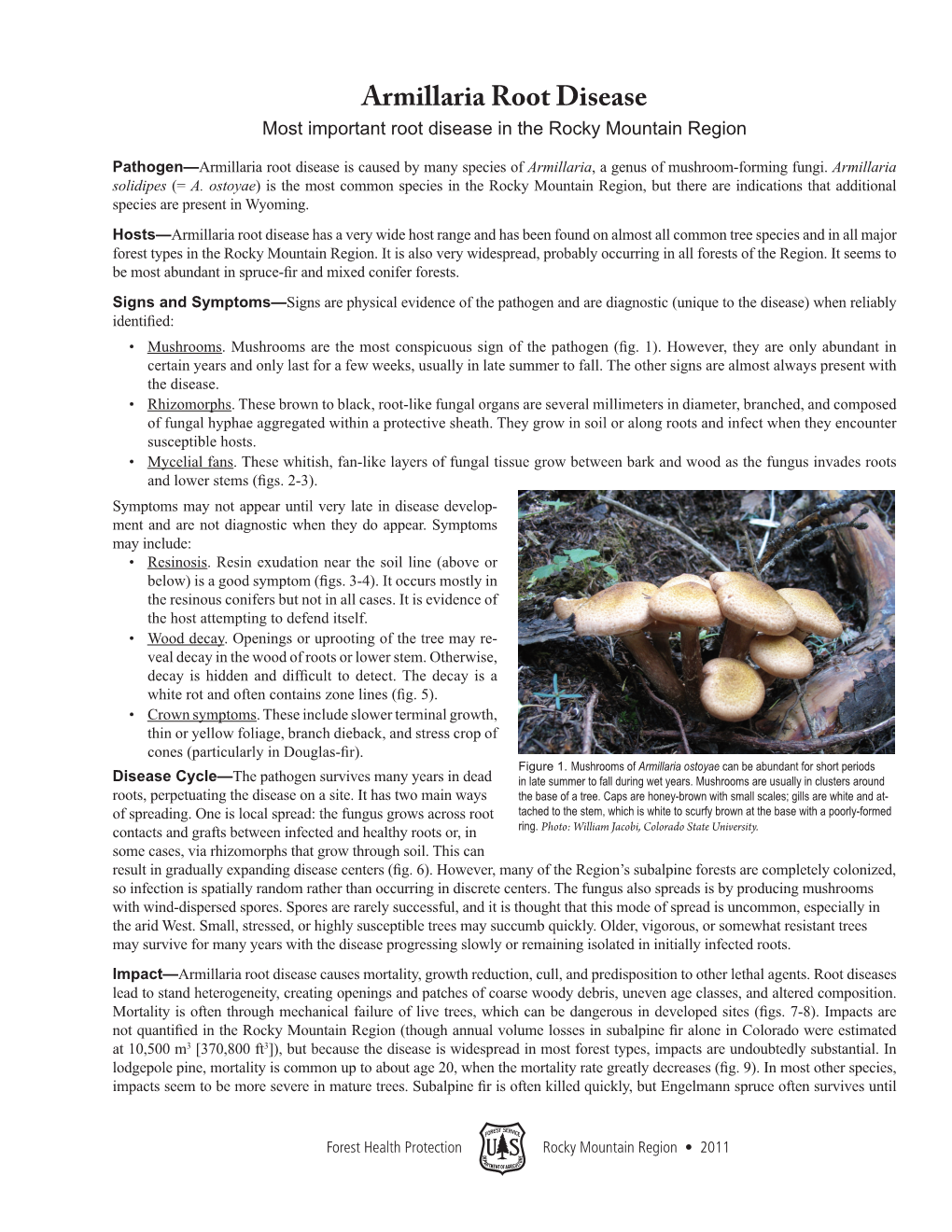 Armillaria Root Disease Most Important Root Disease in the Rocky Mountain Region