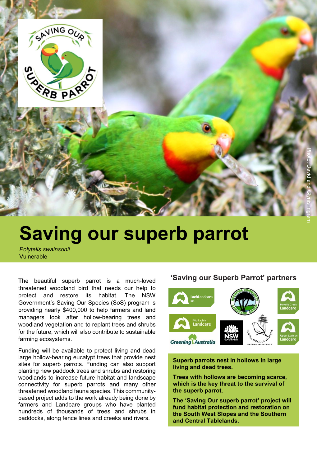 Saving Our Superb Parrot Polytelis Swainsonii Vulnerable