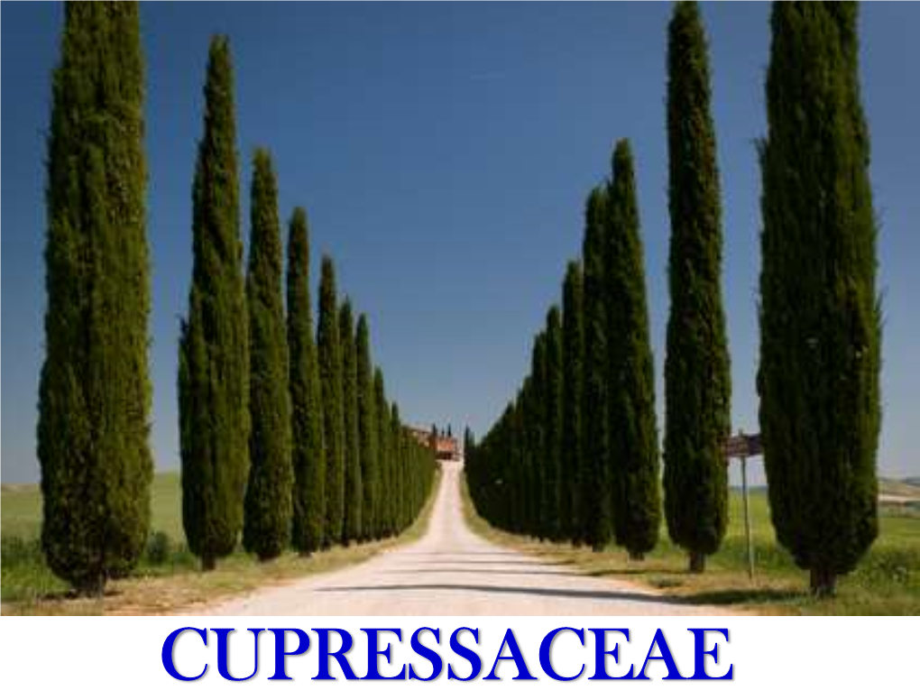 Cupressaceae