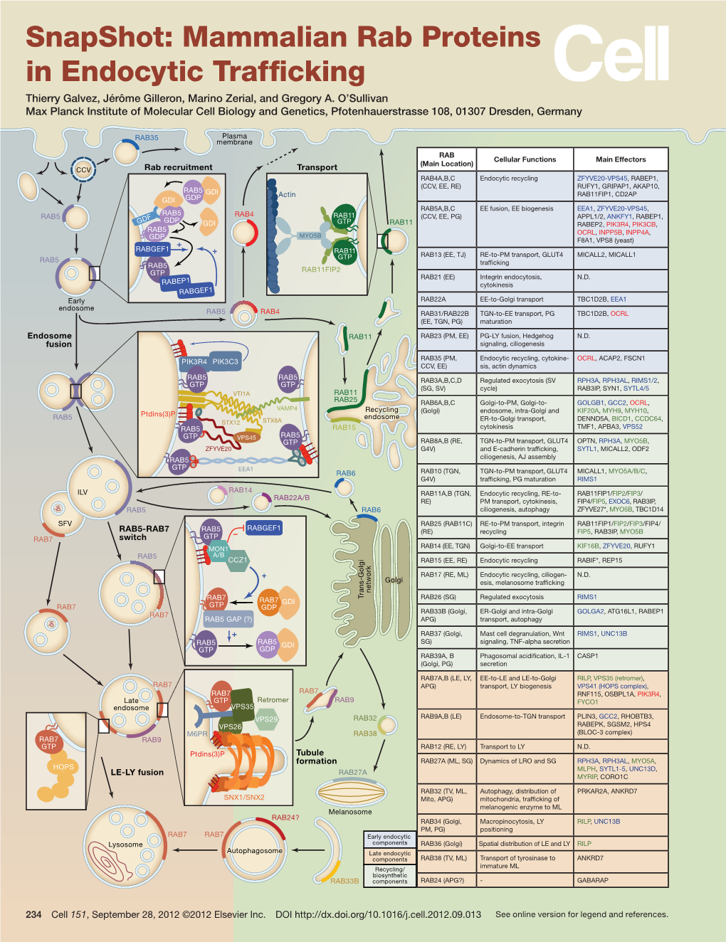 Snapshot: Mammalian Rab Proteins in Endocytic Trafficking Thierry Galvez, Jérôme Gilleron, Marino Zerial, and Gregory A