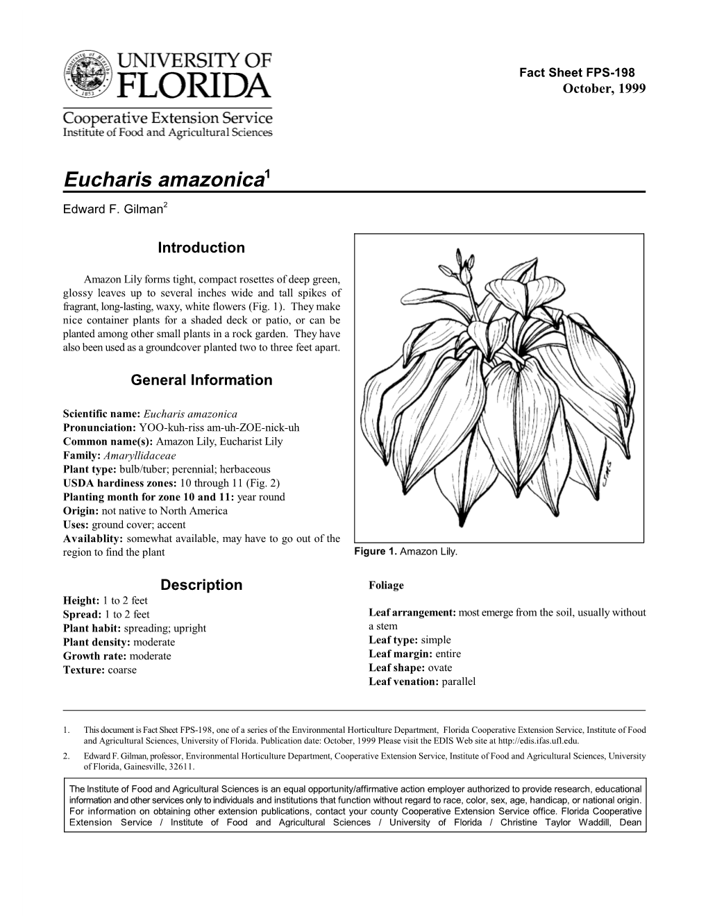 Eucharis Amazonica1