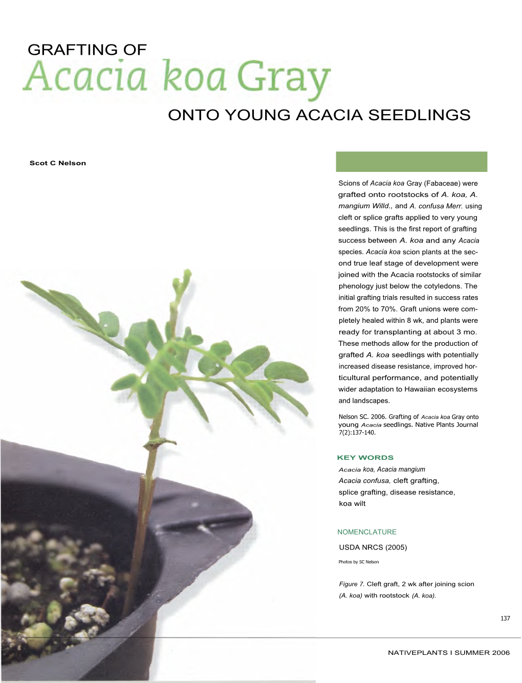 Grafting of Onto Young Acacia Seedlings