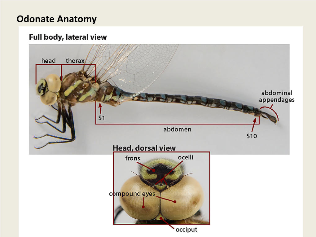 Odonate Anatomy Odonate Anatomy Dragonflies (Anisoptera) Vs