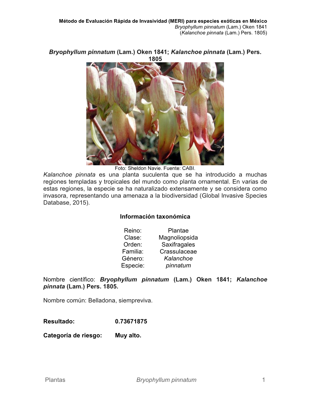 Bryophyllum Pinnatum (Lam.) Oken 1841; Kalanchoe Pinnata (Lam.) Pers