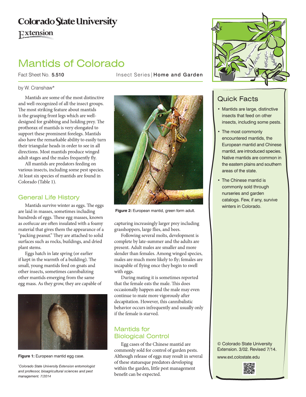 Mantids of Colorado Fact Sheet No