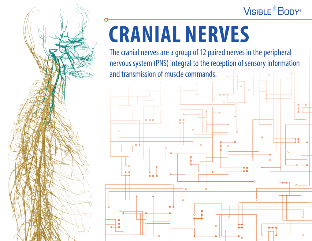 Cranial Nerves