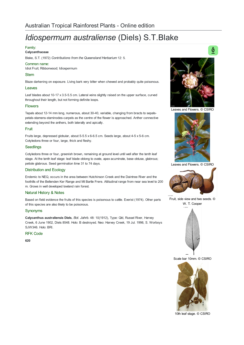 Idiospermum Australiense (Diels) S.T.Blake Family: Calycanthaceae Blake, S.T