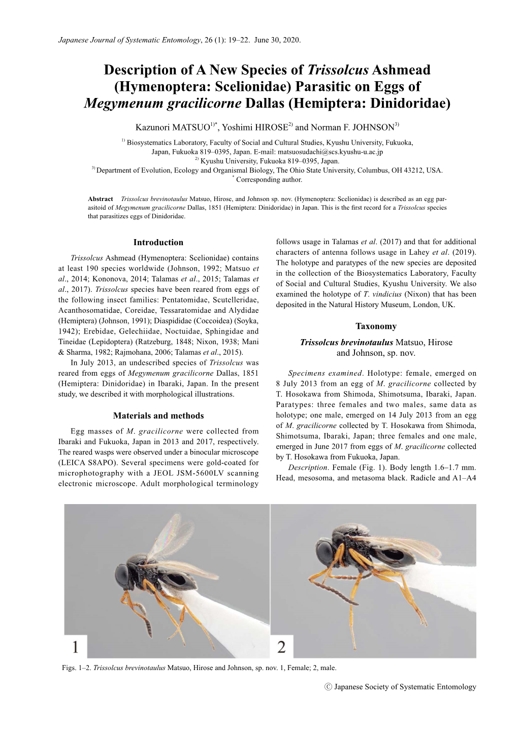 Description of a New Species of Trissolcus Ashmead (Hymenoptera: Scelionidae) Parasitic on Eggs of Megymenum Gracilicorne Dallas (Hemiptera: Dinidoridae)