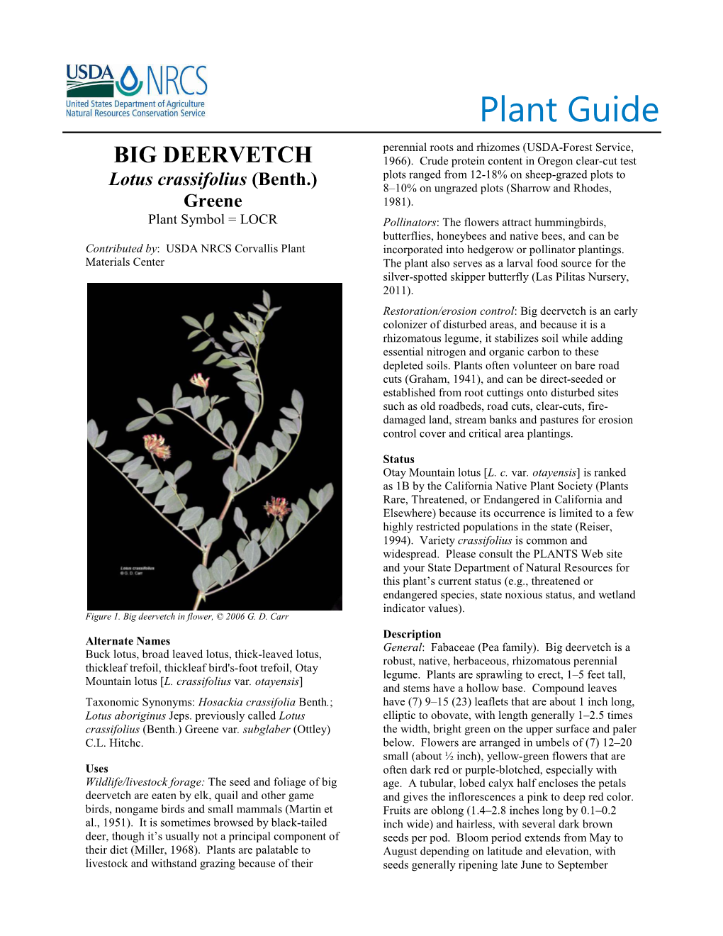 Big Deervetch (Lotus Crassifolius) Plant Guide