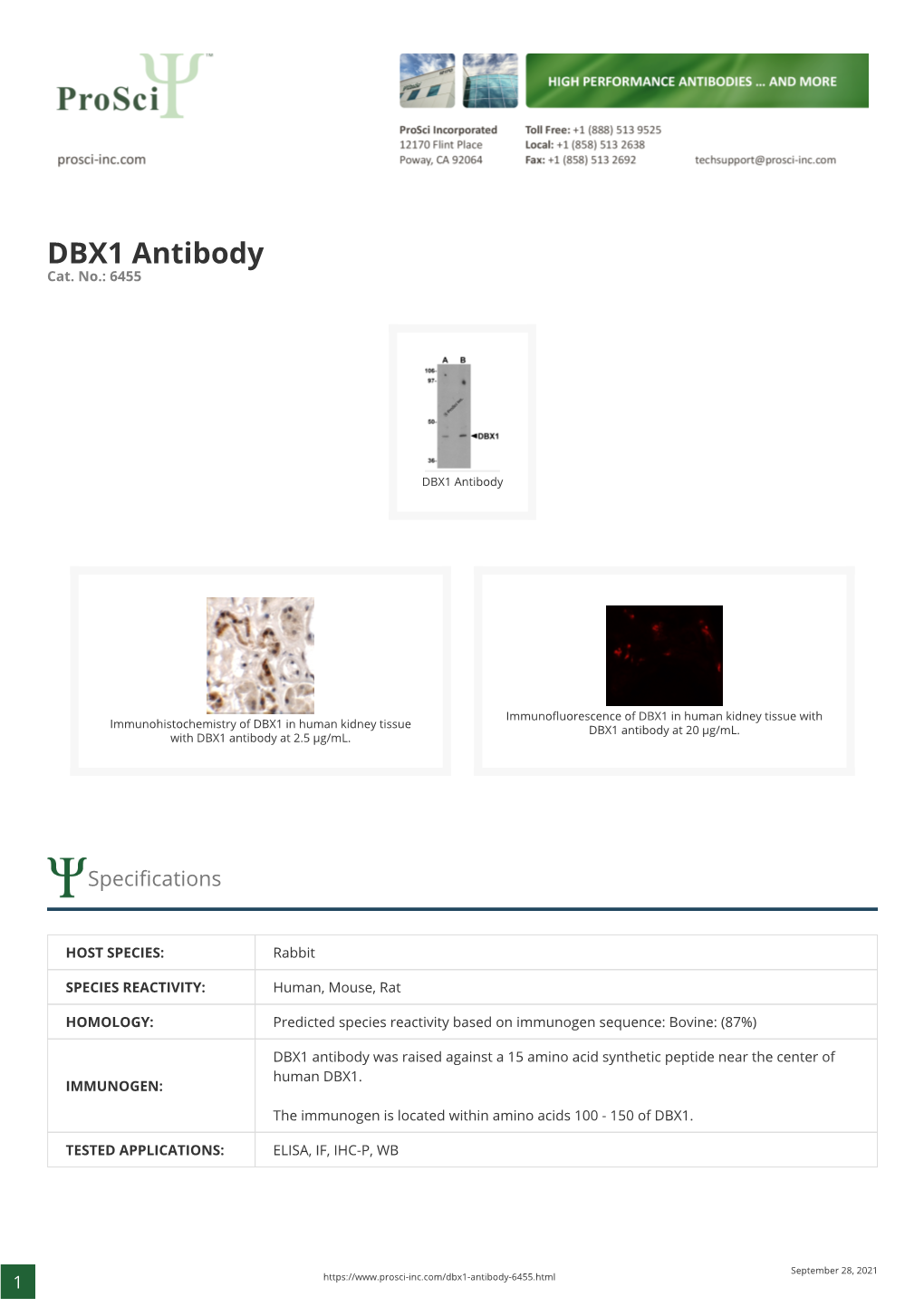 DBX1 Antibody Cat