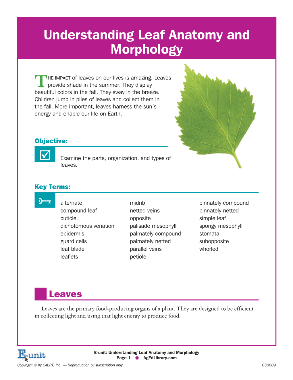 Understanding Leaf Anatomy and Morphology