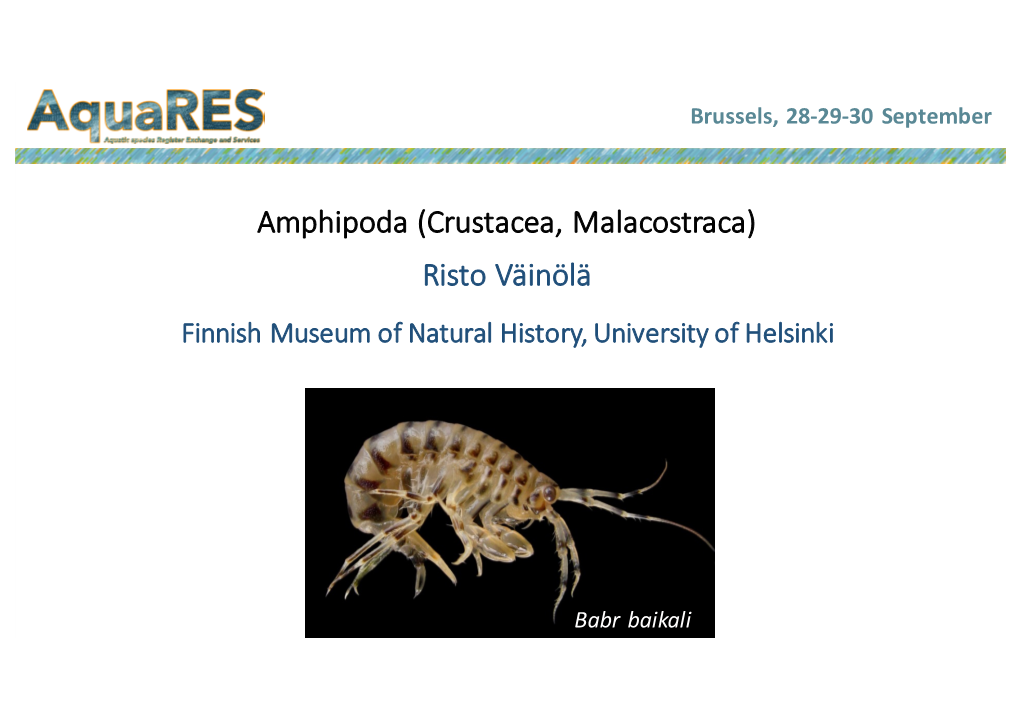 Crustacea-Amphipoda (Worms & FADA), Risto Vainola