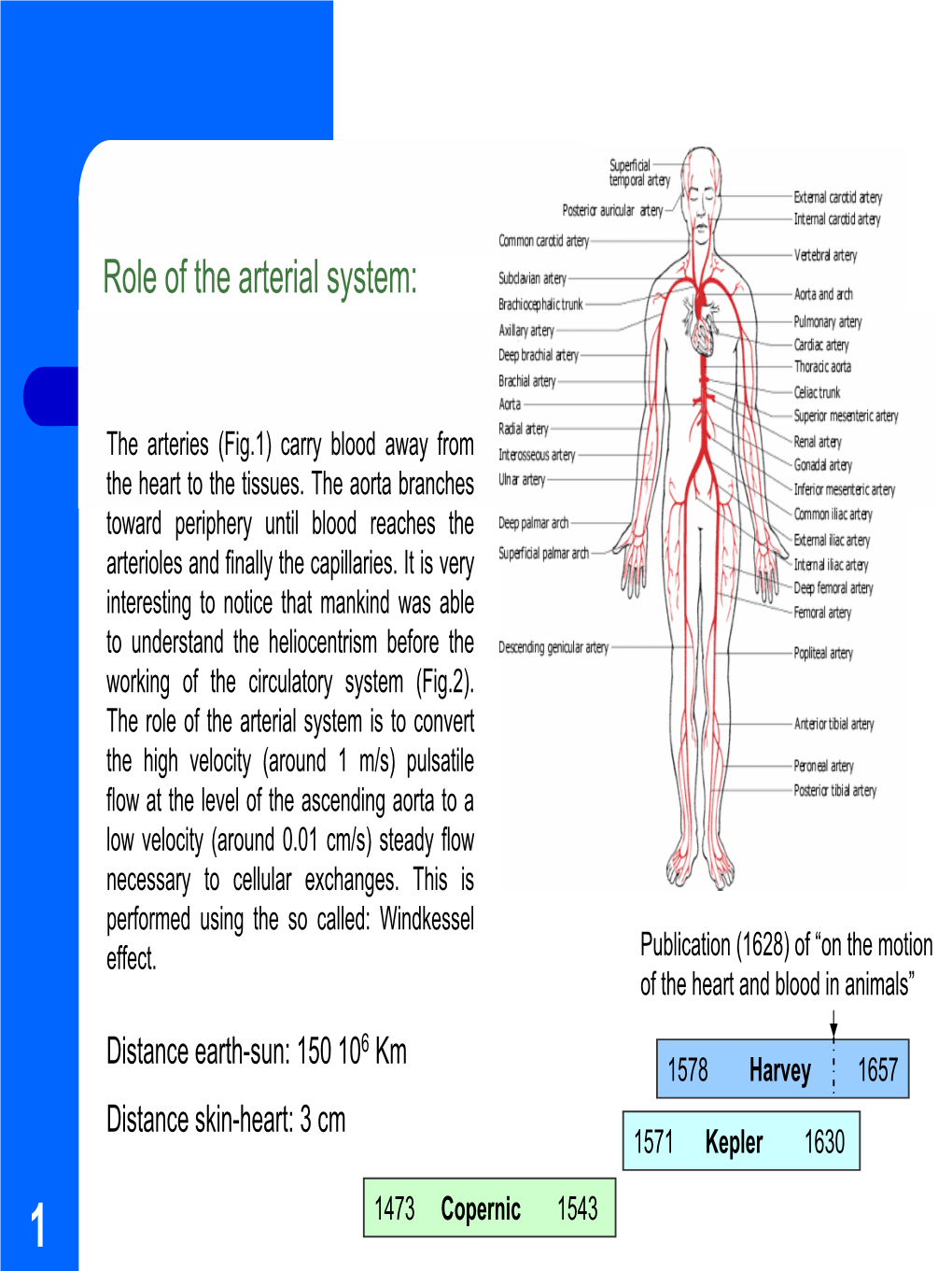 Role of the Arterial System