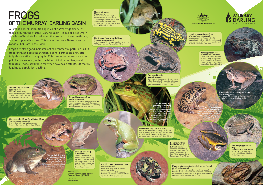 Frog and Reptile Poster