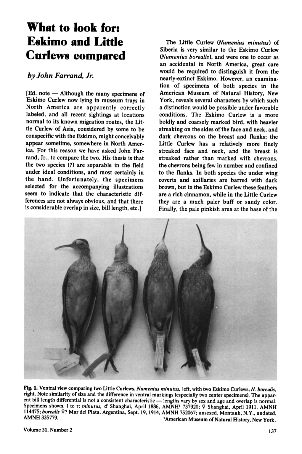 What to Look For: Eskimo and Little Curlews Compared