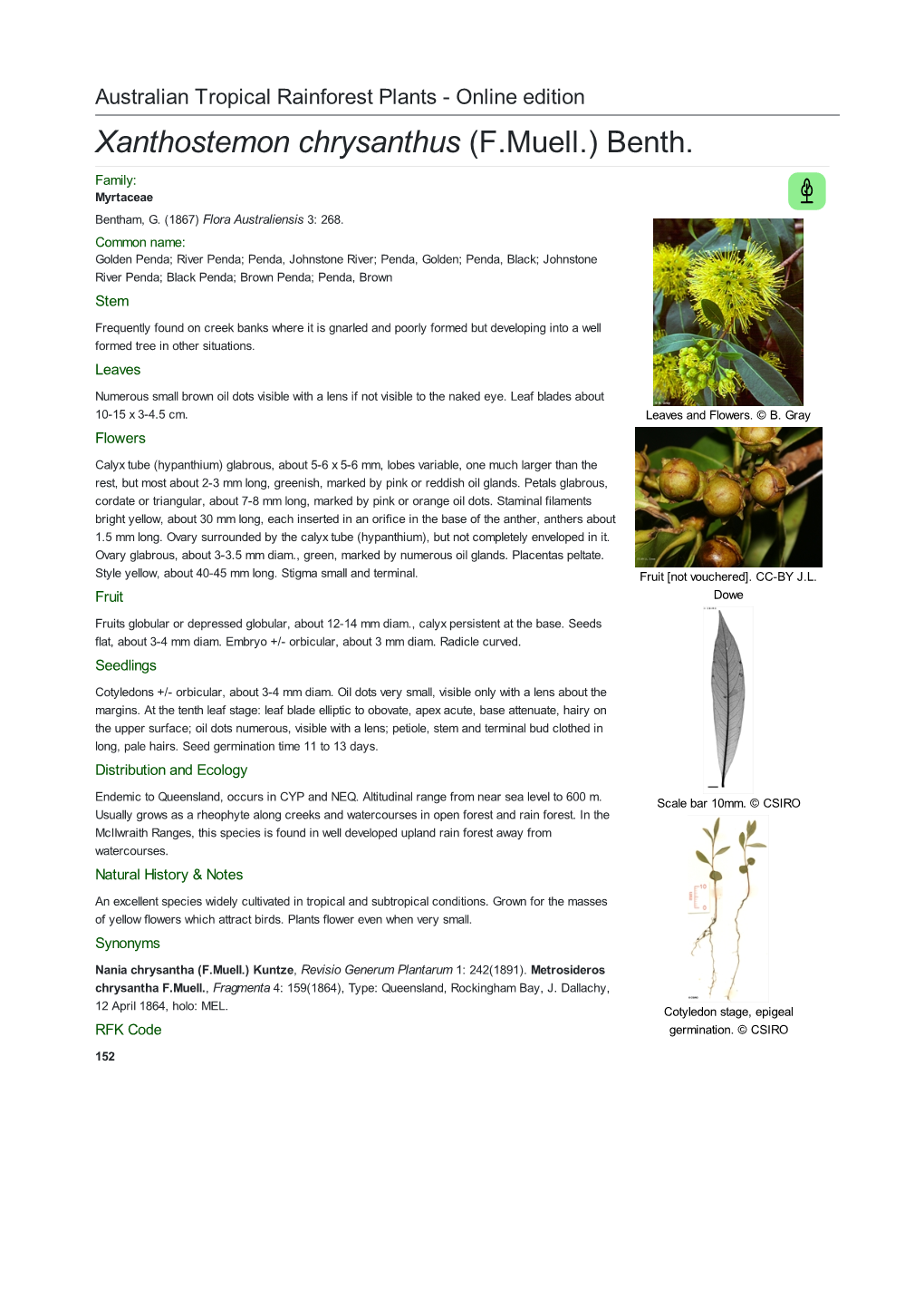 Xanthostemon Chrysanthus (F.Muell.) Benth