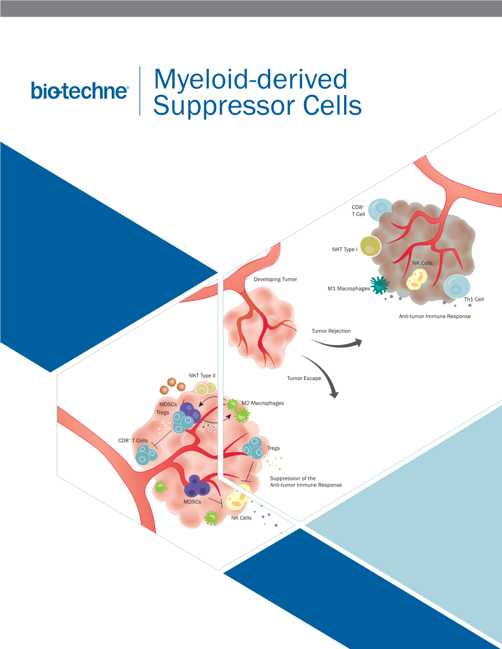 Myeloid-Derived Suppressor Cells