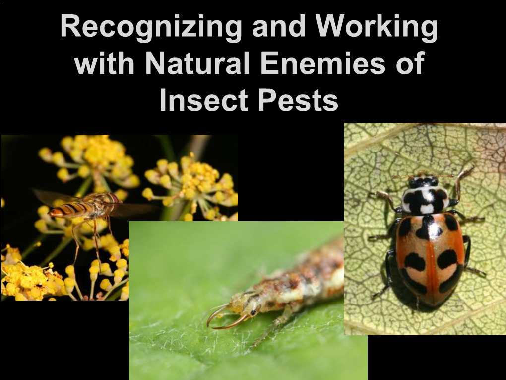 Recognizing and Working with Natural Enemies of Insect Pests Natural Controls