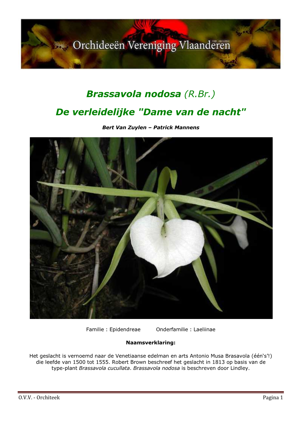 Brassavola Nodosa (R.Br.) De Verleidelijke 