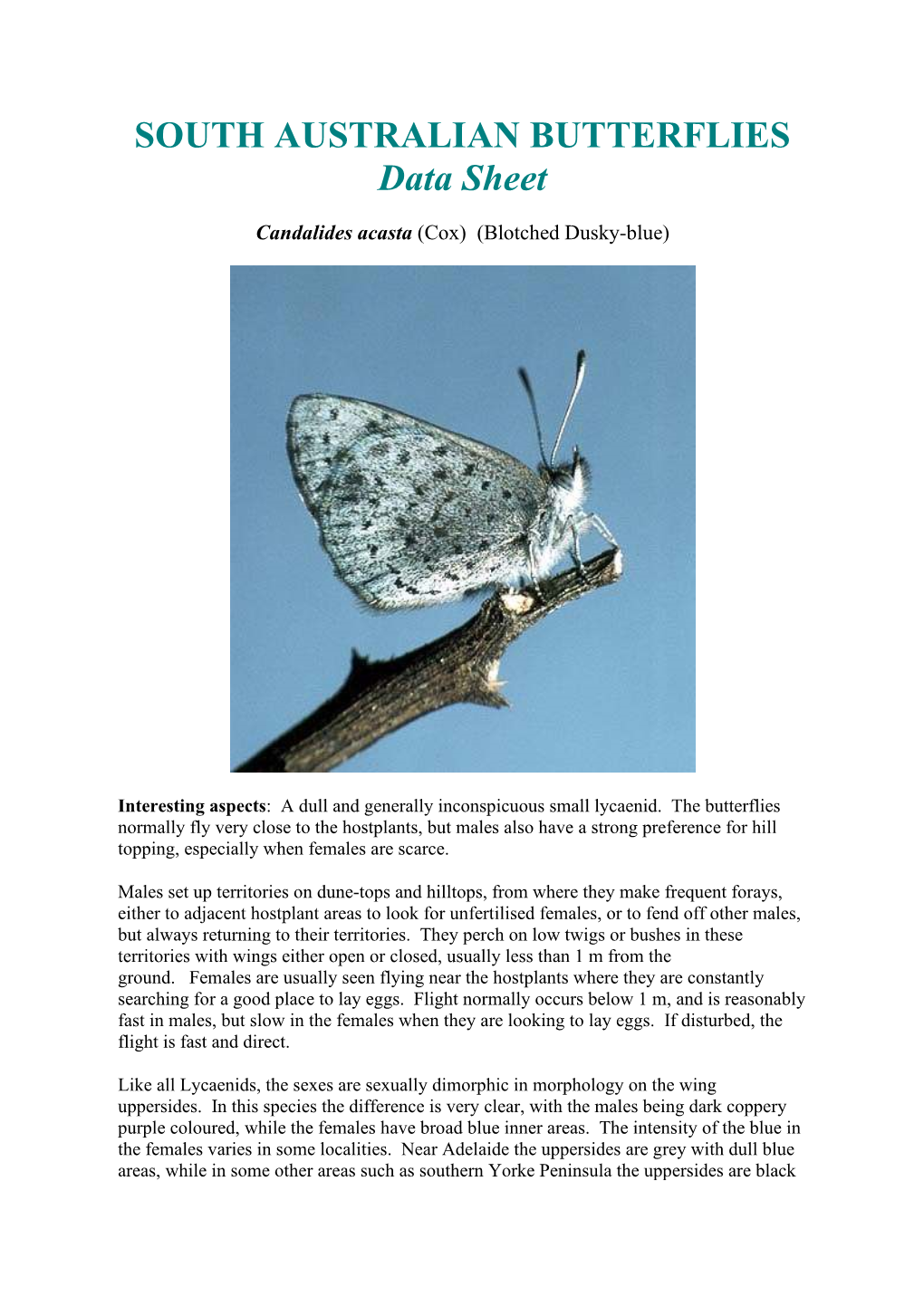 SOUTH AUSTRALIAN BUTTERFLIES Data Sheet