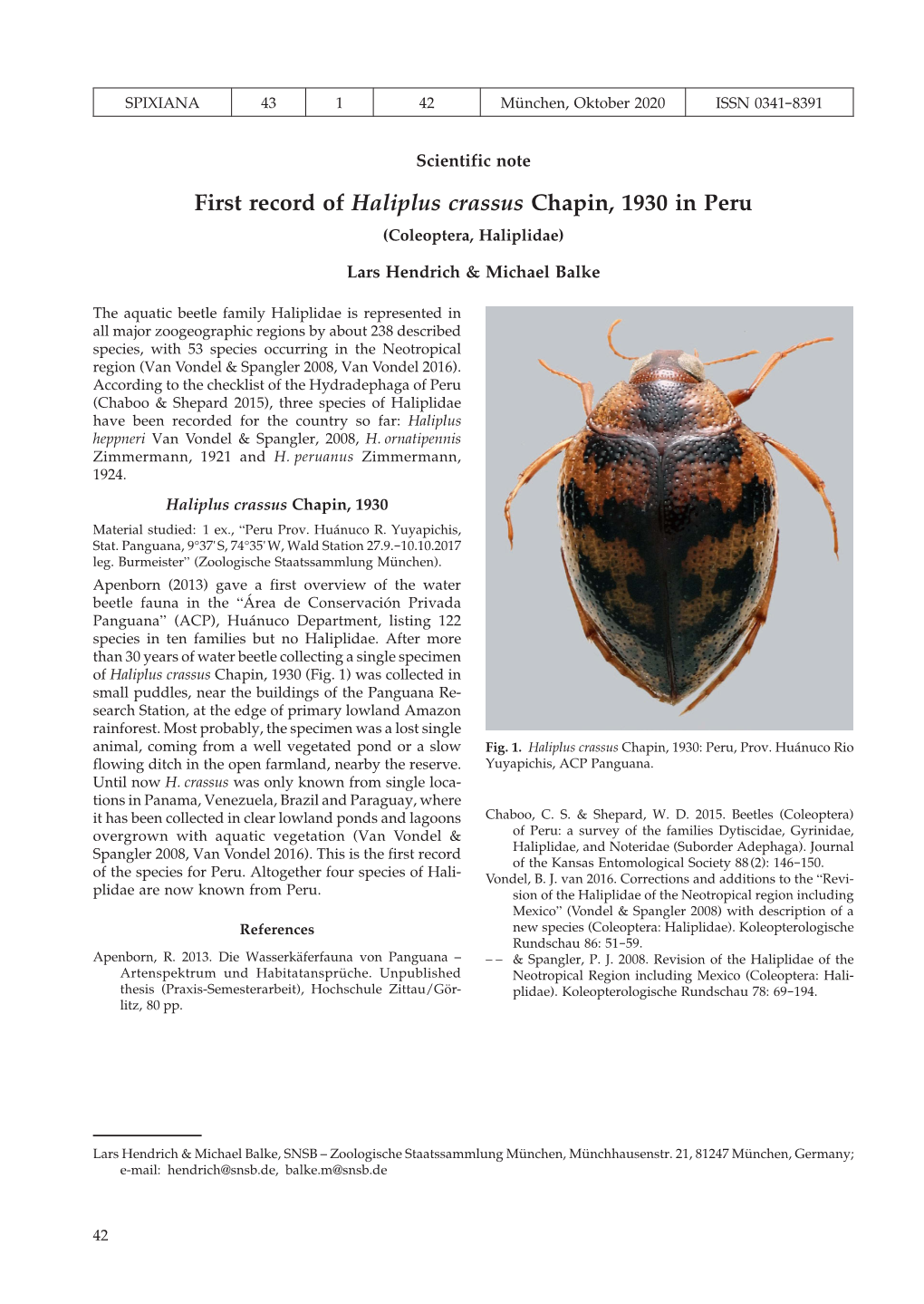 First Record of Haliplus Crassus Chapin, 1930 in Peru (Coleoptera, Haliplidae)
