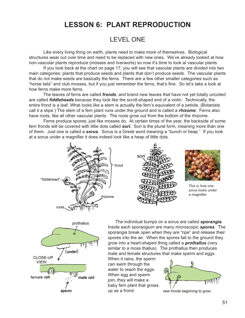 Lesson 6: Plant Reproduction