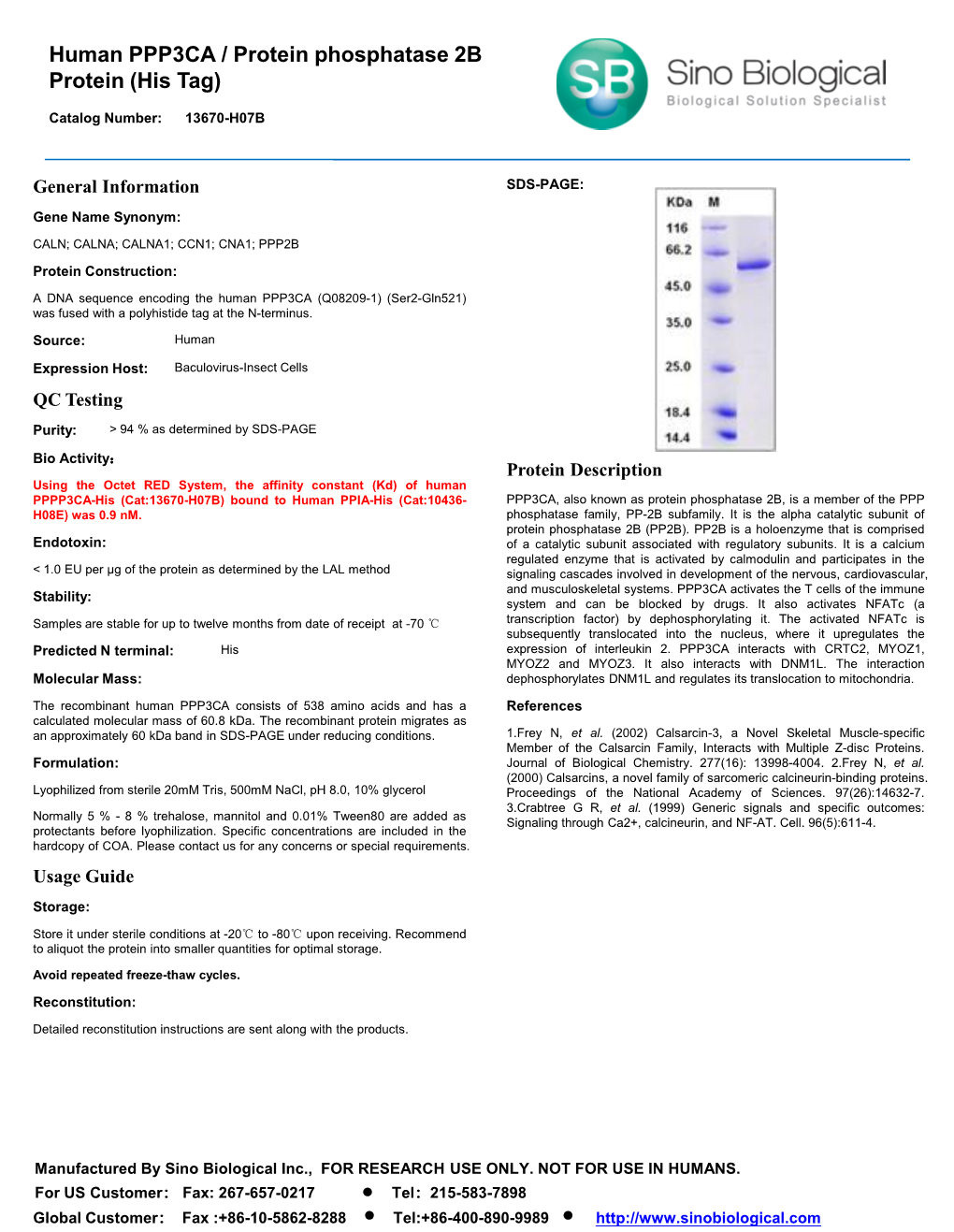 Human PPP3CA / Protein Phosphatase 2B Protein (His Tag)