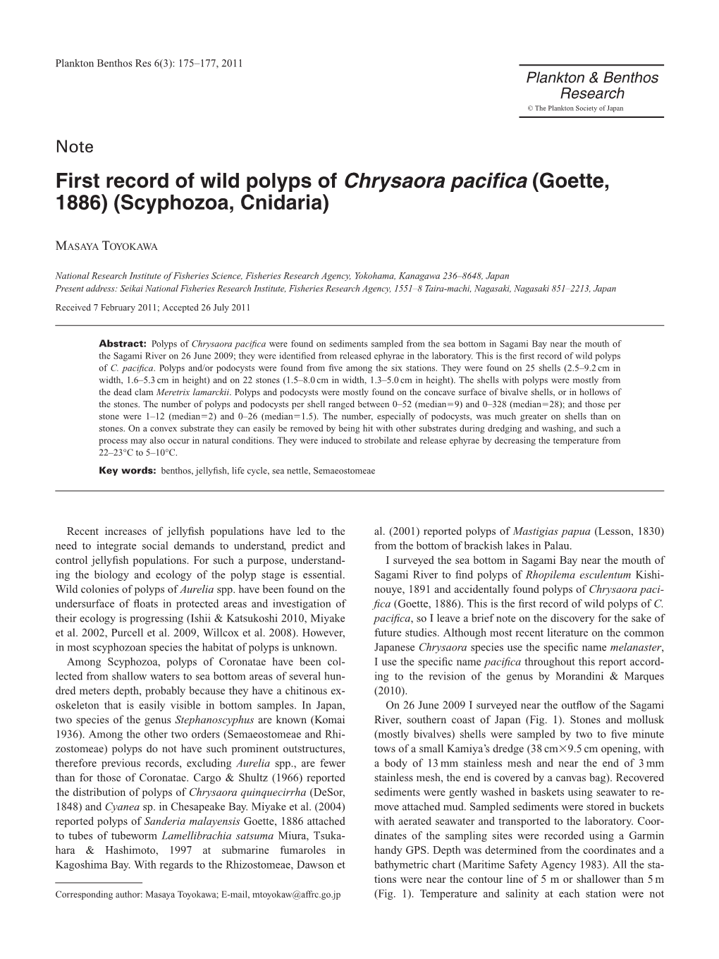 First Record of Wild Polyps of Chrysaora Pacifica (Goette, 1886