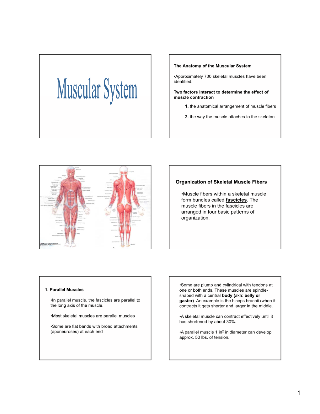 Muscular System