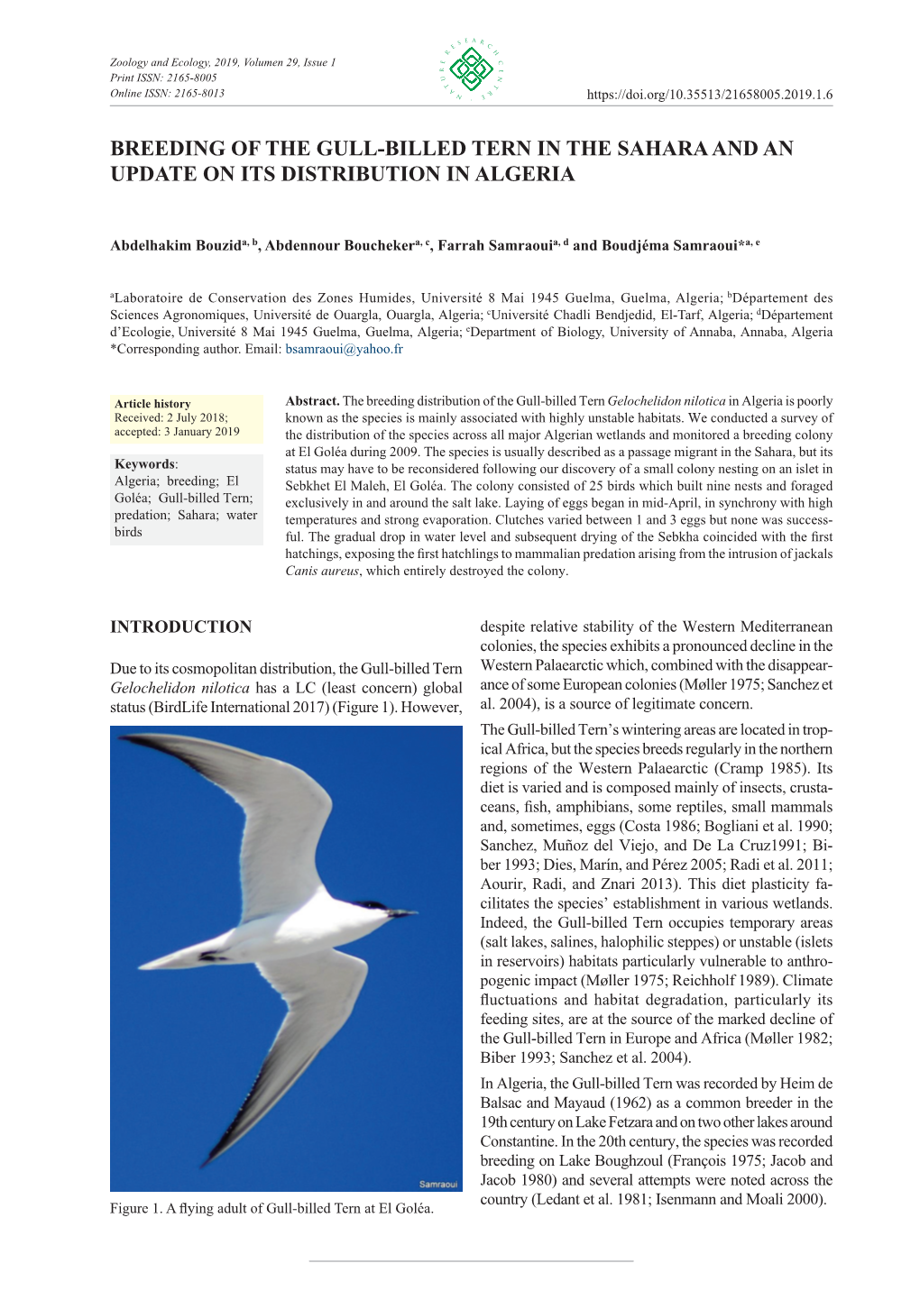 Breeding of the Gull-Billed Tern in the Sahara and an Update on Its Distribution in Algeria