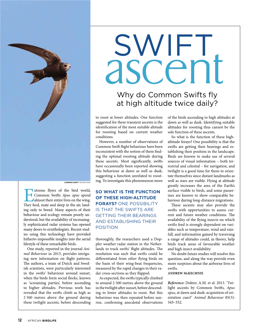 Why Do Common Swifts Fly at High Altitude Twice Daily?